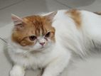 Persian Male Cat