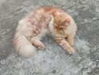 Persian Male Cat