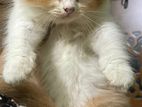 Persian Male cat