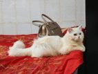 Persian Male Cat
