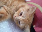 Persian Male Cat