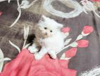 Persian Male Cat
