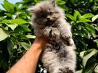 Persian Male Cat