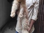 Persian Male Cat