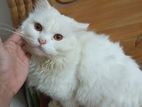 Persian Male Cat For Sale