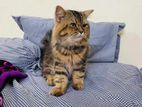Persian Male Cat For Sale