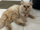 persian male cat