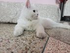 Persian male cat