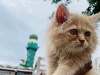 Persian male cat