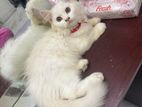 Persian male cat