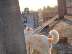 Persian Male Cat