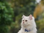 Persian Male Cat