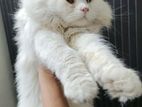 Persian Male Cat