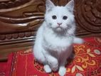 Persian male cat