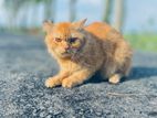 Persian male cat