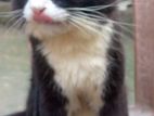 Persian male Cat