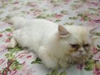 Persian male cat