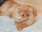 persian male cat