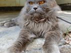 persian male cat