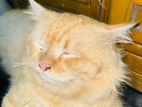 Persian Male Cat