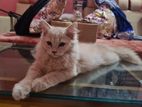 Persian Male Cat For sell