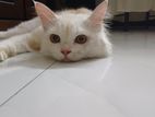 persian male cat/kitten