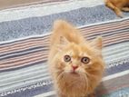 persian male cat kitten