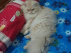 Persian Male CAT (long coat)