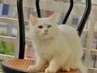 Persian Male Cat Odd Eye