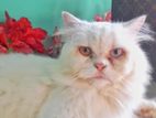 Persian male cat (odd eye) semi punch