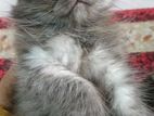 Persian Male Cat Sell & Female Adoption