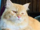 Persian Male Cat Sell
