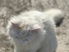 Persian male cat triple coat
