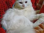 persian male cat tripol coat