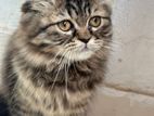 Persian Male Cat Vaccinated With Booster Dose