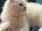 Persian male cat,for sell
