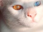 Persian male cat(khao manee) colored eye