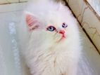 persian male cats