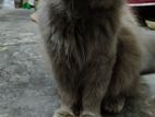 Persian Male /female Cat