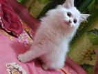 Persian Male/female Cat