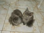 Persian Male Female Cats