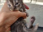 Persian Male / Female Kitten Booking