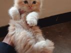 Persian Male / Female Kitten