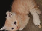 Persian Male / Female Kitten