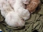 Persian Male Female Kitten
