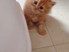 Persian male female kitten