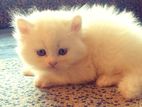 Persian male-female kitten
