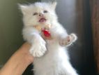 Persian male female kitten Potty trained in litter