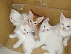 Persian male/female kittens