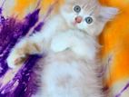 Persian Male Female Kittens